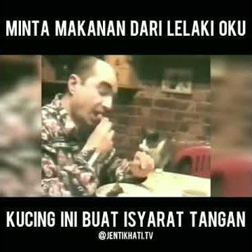 Kucing Mintak Makanan Guna Isyarat Tangan