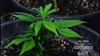 Cannabis grow op bust.