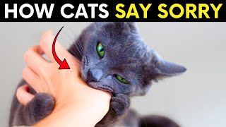Do Cats Apologize To Their Humans? Here’s How They Show They’re Sorry!