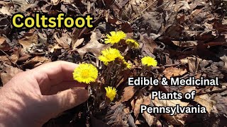 Coltsfoot ~ Edible & Medicinal Plants of Pennsylvania