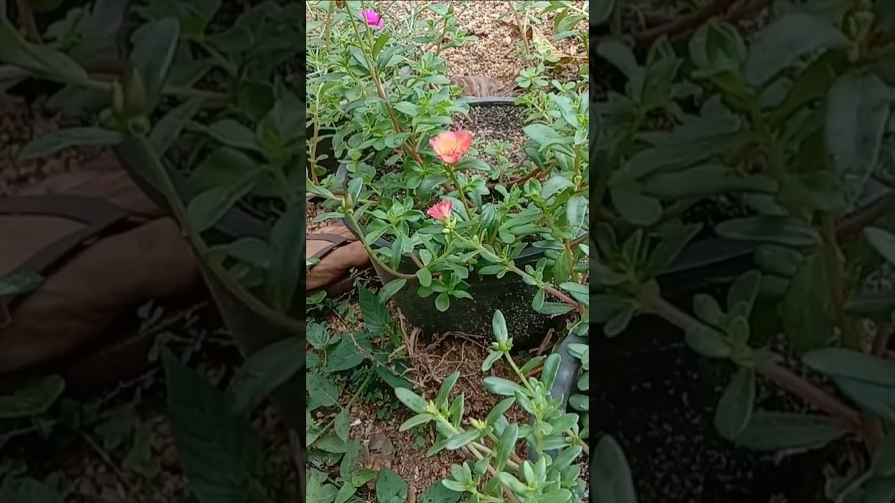 Baby Rose 🌹 planting with small grow bags.