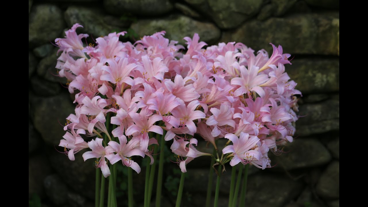 무더위에 피는 여름꽃 /상사화 꽃다발 /  목수국이 한창인 정원