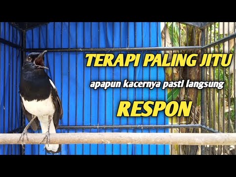 BURUNG KACER TAK KUNJUNG JINAK??? CARA MERAWAT KACER