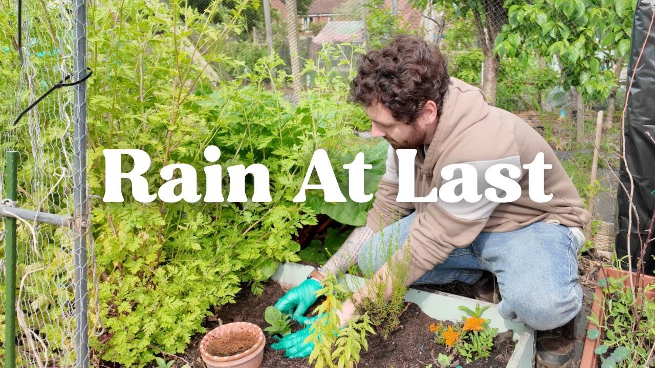 Rain At Last! Weeding Pineberries & Planting Out Chard