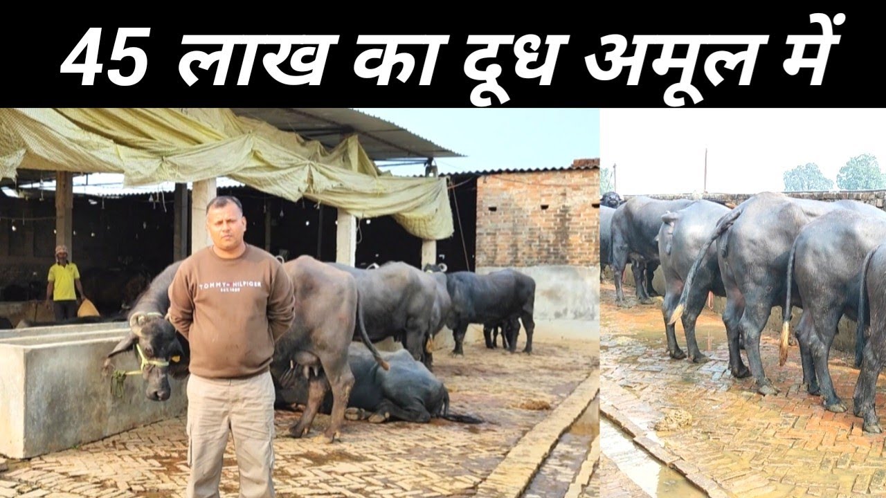 45 लाख का दूध जाता है अमूल में  | Dairy Farming