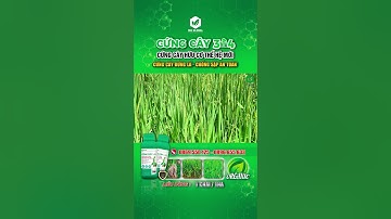 CỨNG CÂY 304 - SIÊU CỨNG CÂY, HẠN CHẾ ĐỔ NGÃ MÙA MƯA BÃO #agriculture #lua #idaglobal #chongdonga