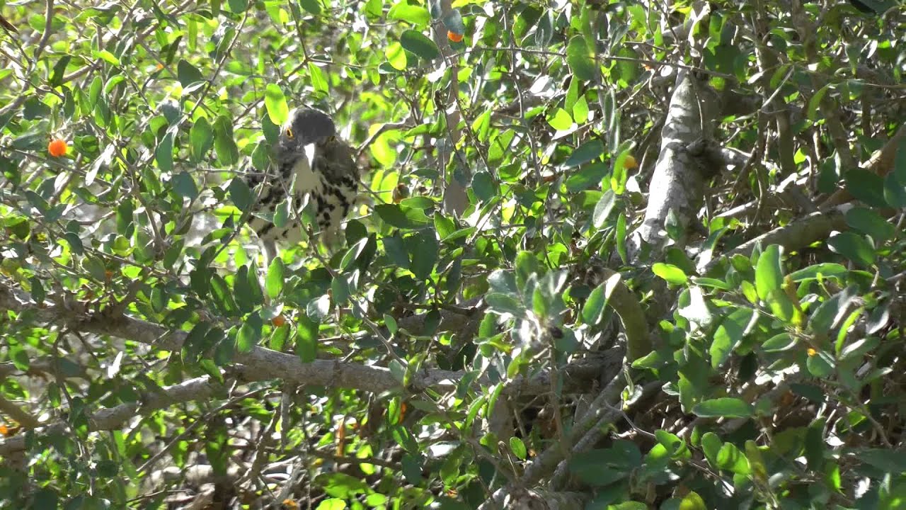 Long-billed thrasher calling and eating granjeno berries Laguna