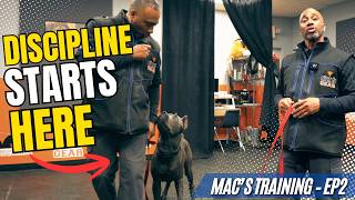 Cane Corso Puppy Training | Competitive Obedience Begins (Board & Train EP2) Update
