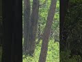 #Deer
