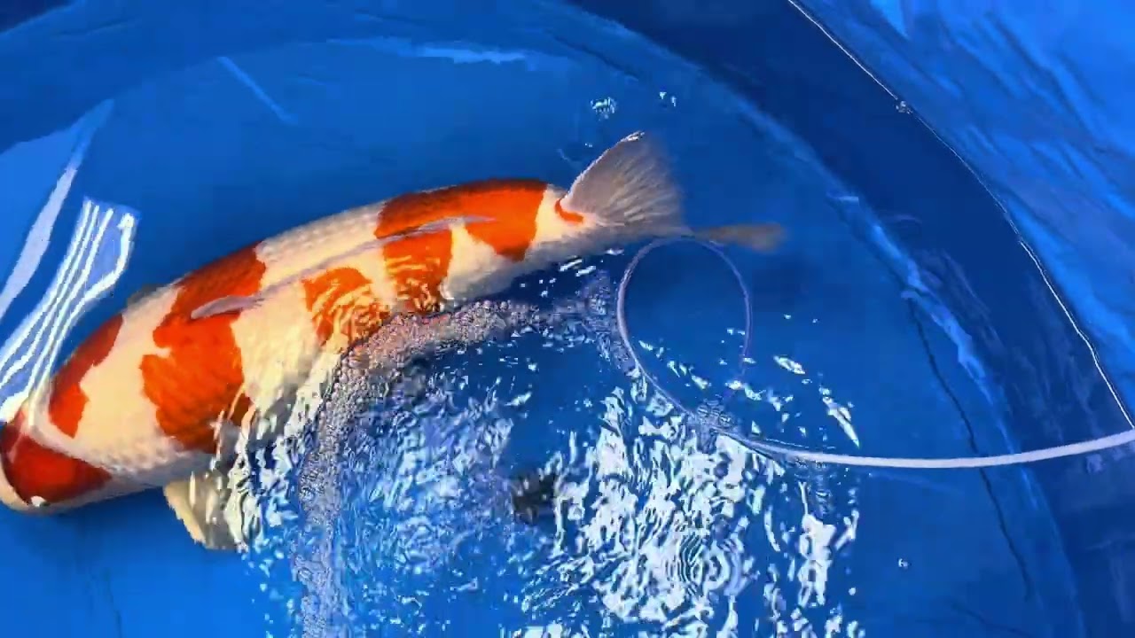 🇯🇵🎏第56回全日本総合錦鯉品評会(種別優秀賞)