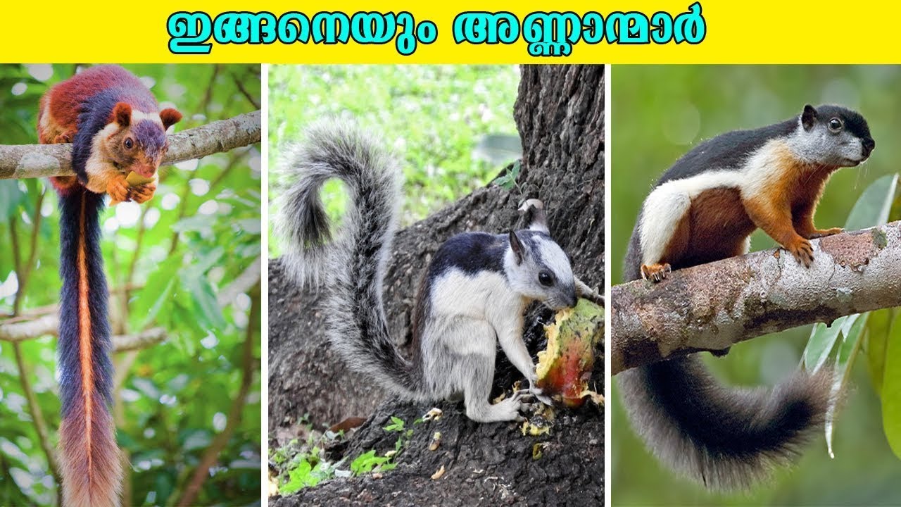 നിങ്ങൾ കണ്ടിട്ടില്ലാത്ത അണ്ണന്മാർ | Squirrels You've Never Seen | Amazing facts | Interesting facts