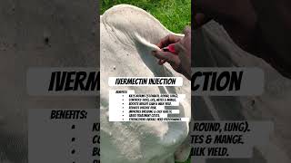 Ivermectin Injection