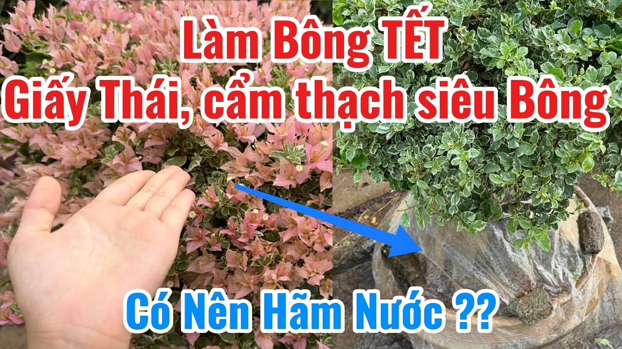 Làm Bông TẾT đúng cách cho Giấy Thái, Cẩm Thạch, Giấy Tuyết siêu Bông ???