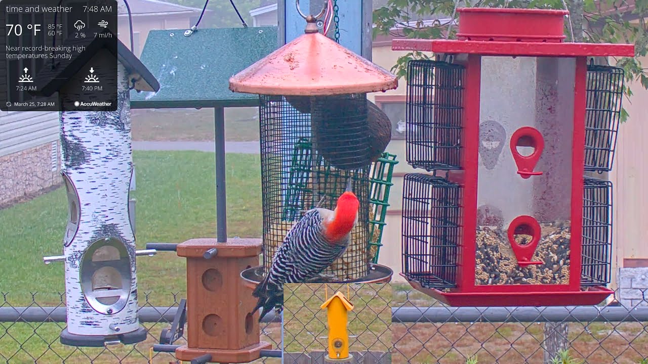 Live Bird Cam in Orlando Florida 03/25/2021 YouTube