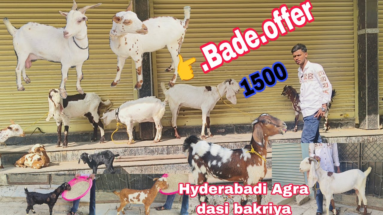 Sasta collection multiple breed ke bakriya hai Shera print Agra ke female hai available in Hyder
