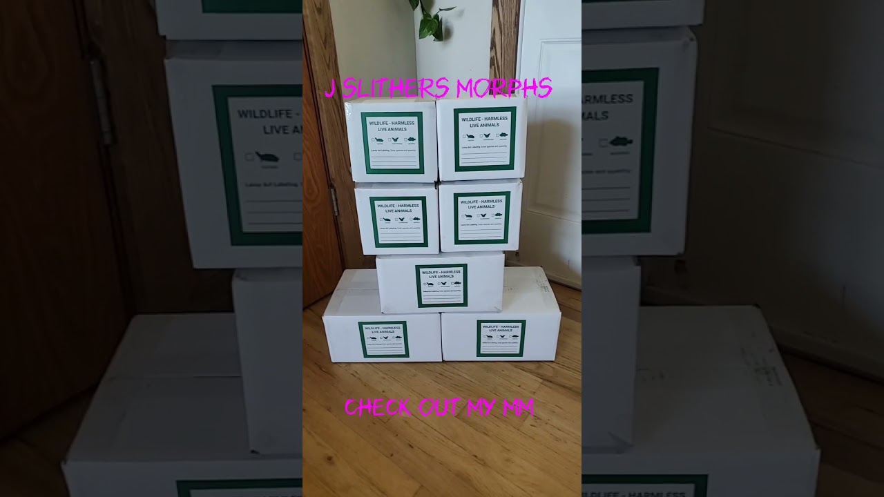 we are shipping out a bunch of snakes check out our Morph market link in description