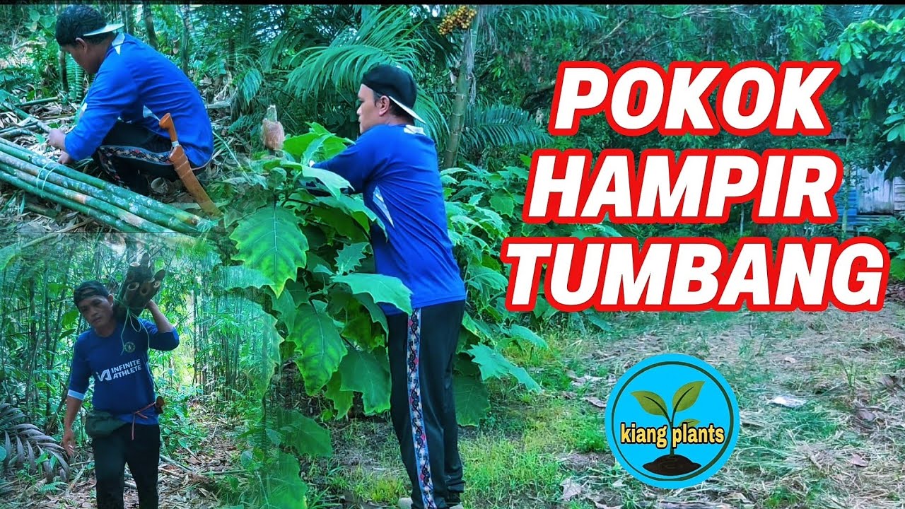BUAT TIANG SOKONGAN TERUNG ASAM