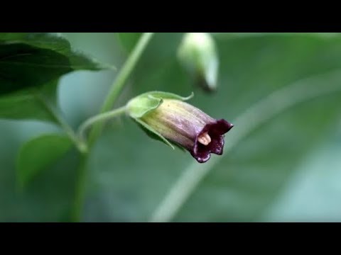 a-guide-to-some-of-nc’s-most-poisonous-plants