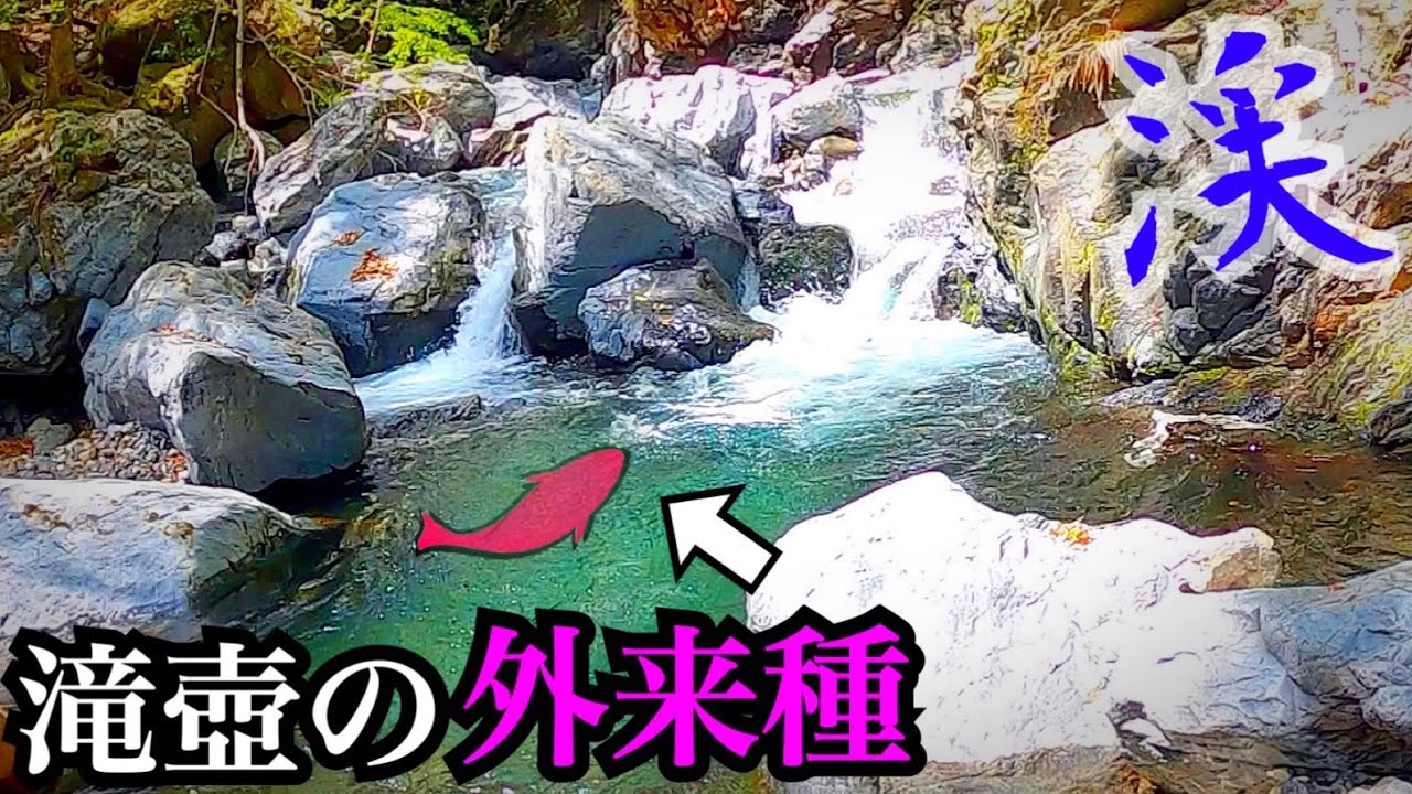 渓流に棲む駆除対象の外来種を最高に楽しく捕獲する！