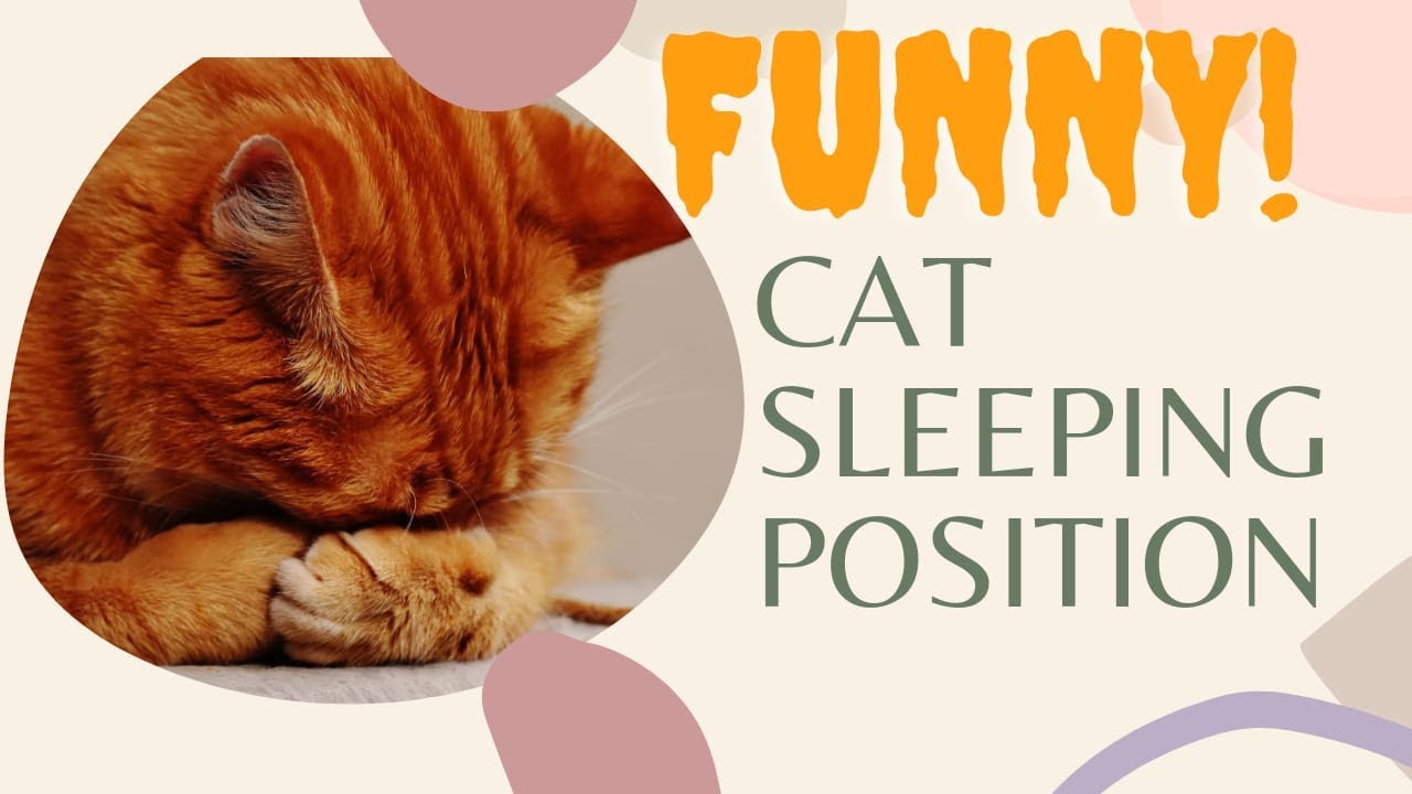 Try not to Laugh 😂 90% Fails||Cat sleeping Position complications||😴😴