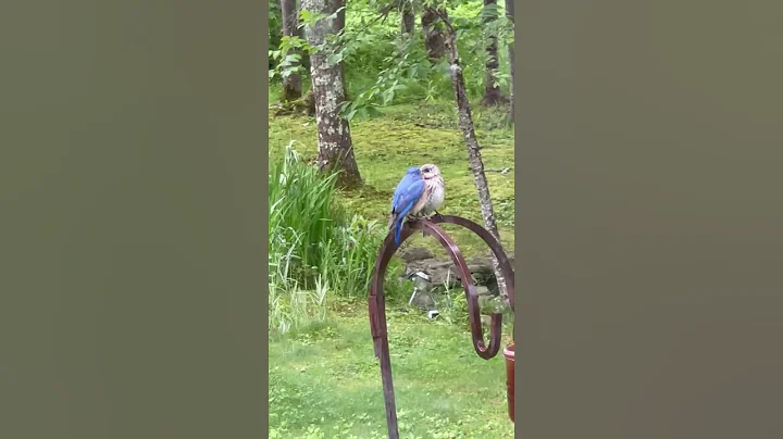 Beautiful Blue Bird Couple