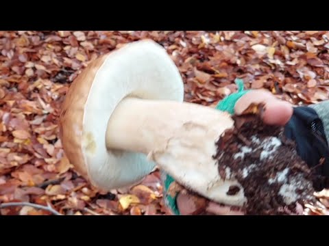 Video: Terrina Di Luccio Con Funghi Di Bosco