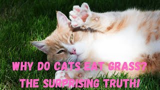 Why Do Cats Eat Grass? The Surprising Truth!