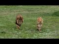 Верный ухажер из среднего прайда. Тайган Life of lions in Crimean Taigan