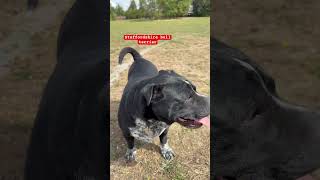 Staffordshire Bull Terrier Lost And Confused