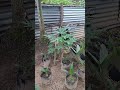 pepaya california usia 8minggu #shorts #petani #trending #youtubeshorts #beranda #sawit #kebun