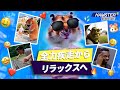 ハムスター・ミームタイム!ホドリデイズ:全力疾走からリラックスへ