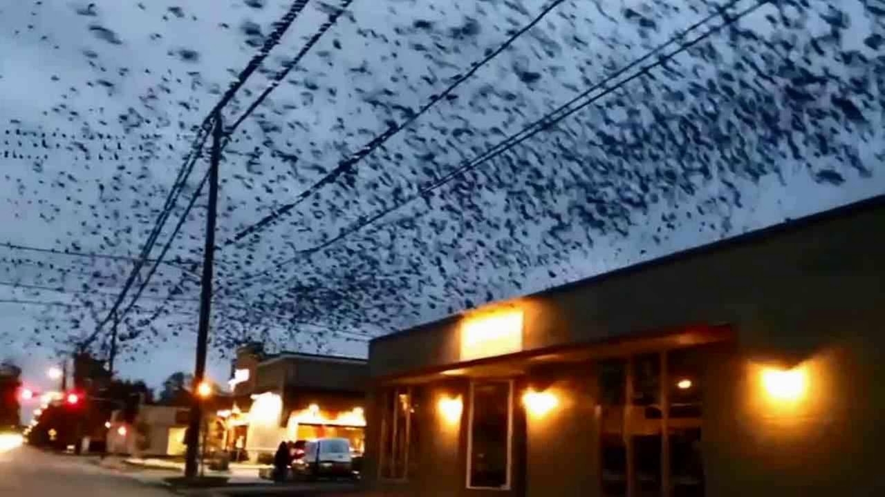 Loud Birds Ringtone | Free Ringtones Download