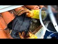Bees rescue 6 | apis cerena | Honey bee hive inside roof of temple