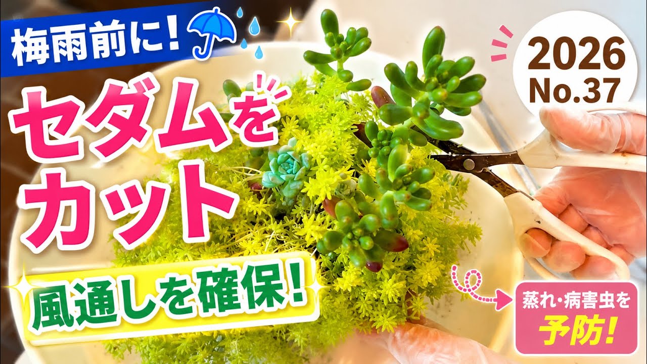 Succulents] Trimming Sedum Before the Rainy Season❣️ - YouTube