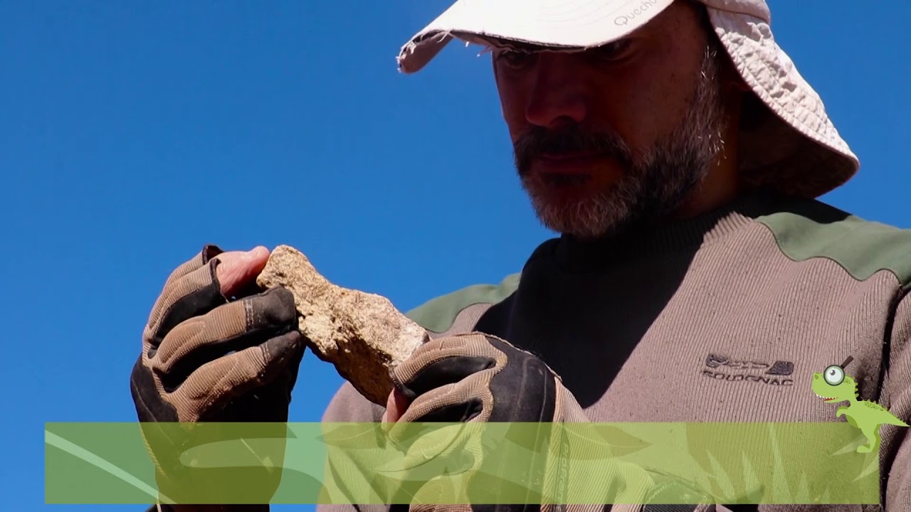 Descubrí en qué consiste el trabajo de un paleontólogo en 