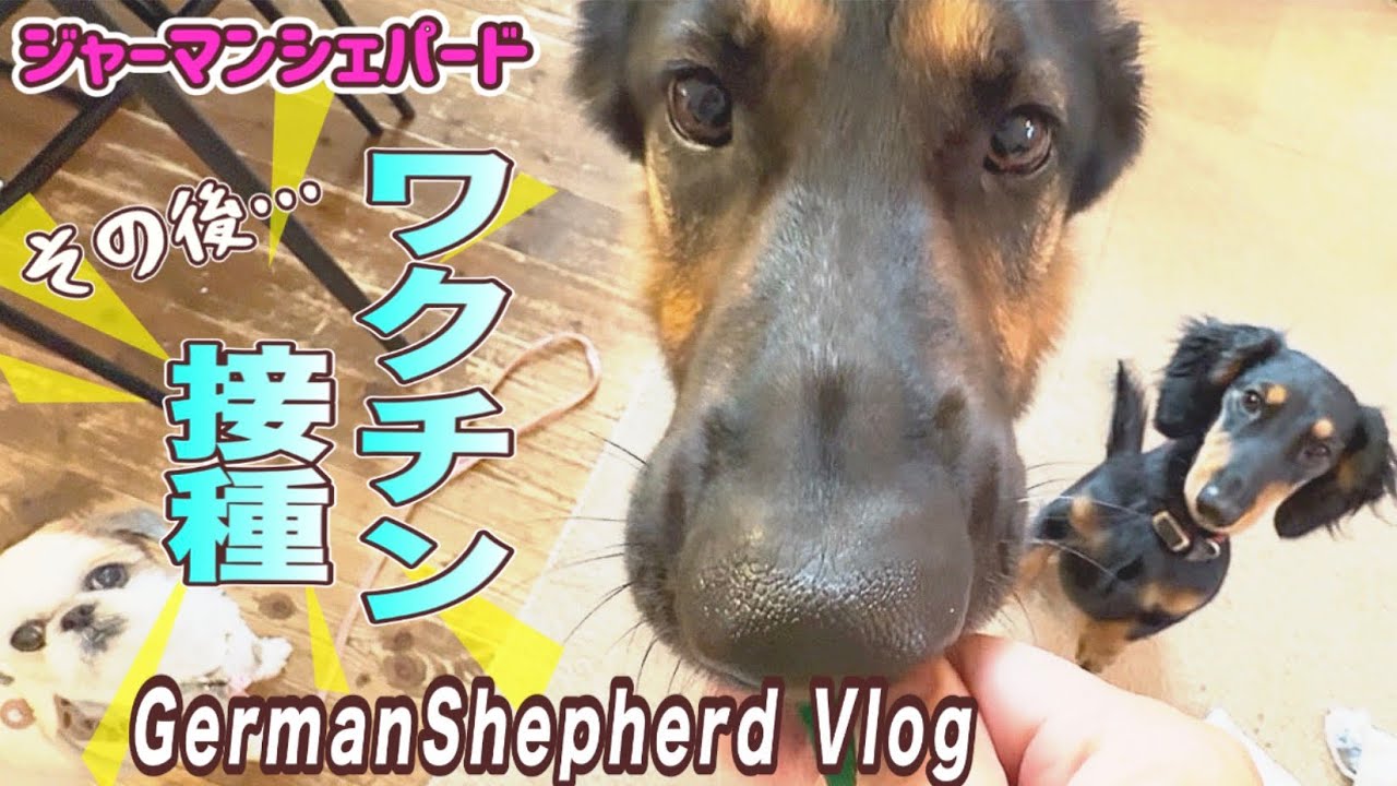 歩けます！ワクチン接種後の異常😞観察ポイント、回復期に気をつけたこと記録しておきます【ジャーマンシェパード】