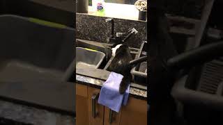 Kitten plays with the tap water sat in the sink by Eddy Pro Lay Carpets 22 views 5 years ago 1 minute, 20 seconds