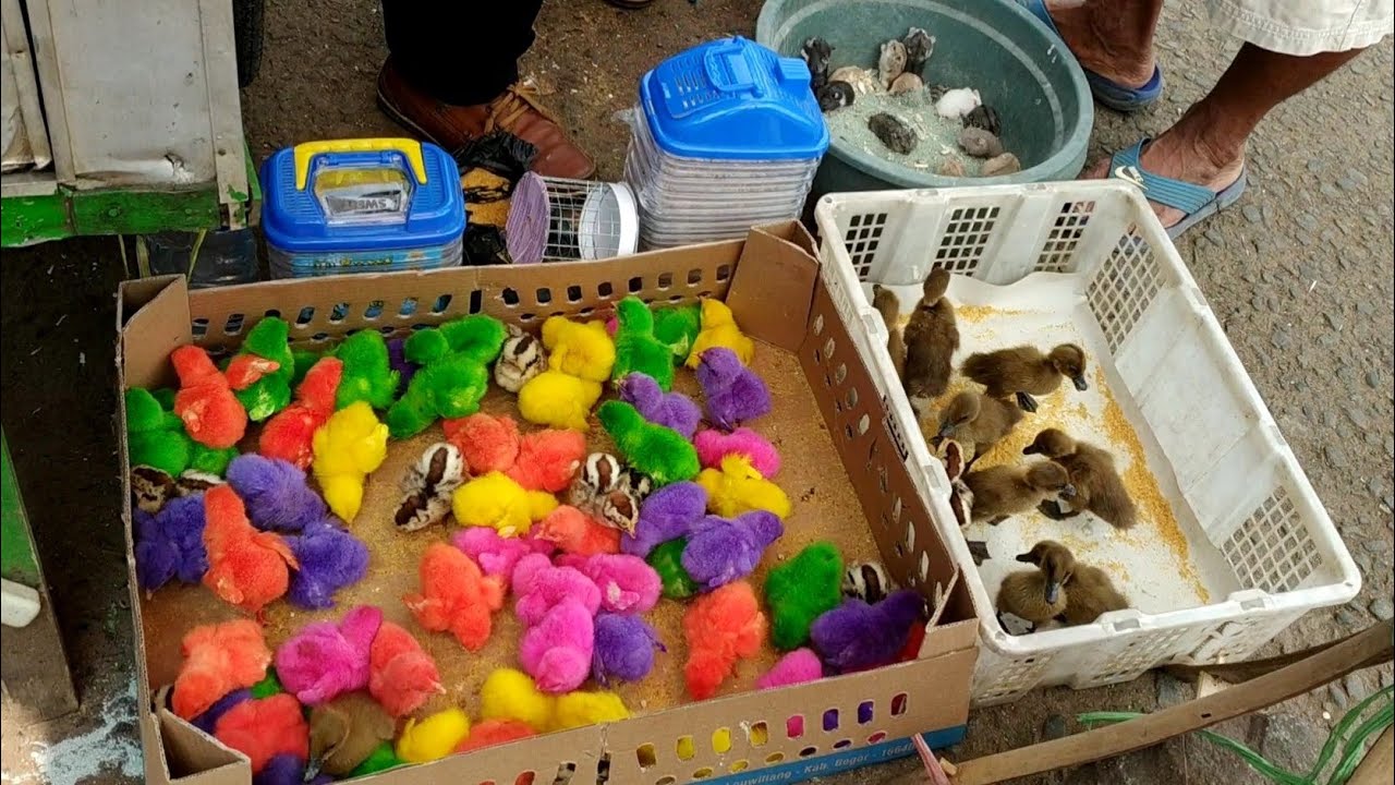 Beli Hewan Peliharaan Lucu Hamster  kura2 Ayam Warna 