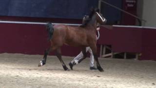 Welsh Section C filly