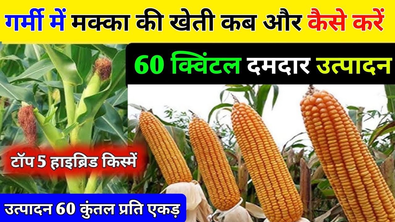 1 एकड़ में 80 कुंटल मक्का उत्पादन//मक्का की खेती कब और कैसे करे | Makka ke kheti ki jankari | part 2