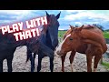 Walk through the water | play | Grumpy Cat | Friesian Horses