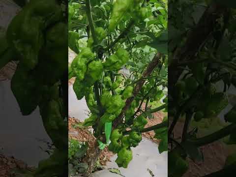 #farming #agriculture #shortvideo #shortsfeed #youtubeshorts thumbnail
