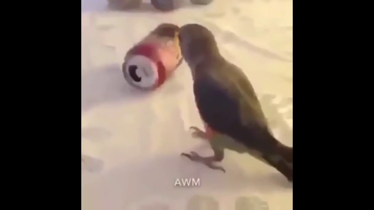 Smells Like Bird YouTube