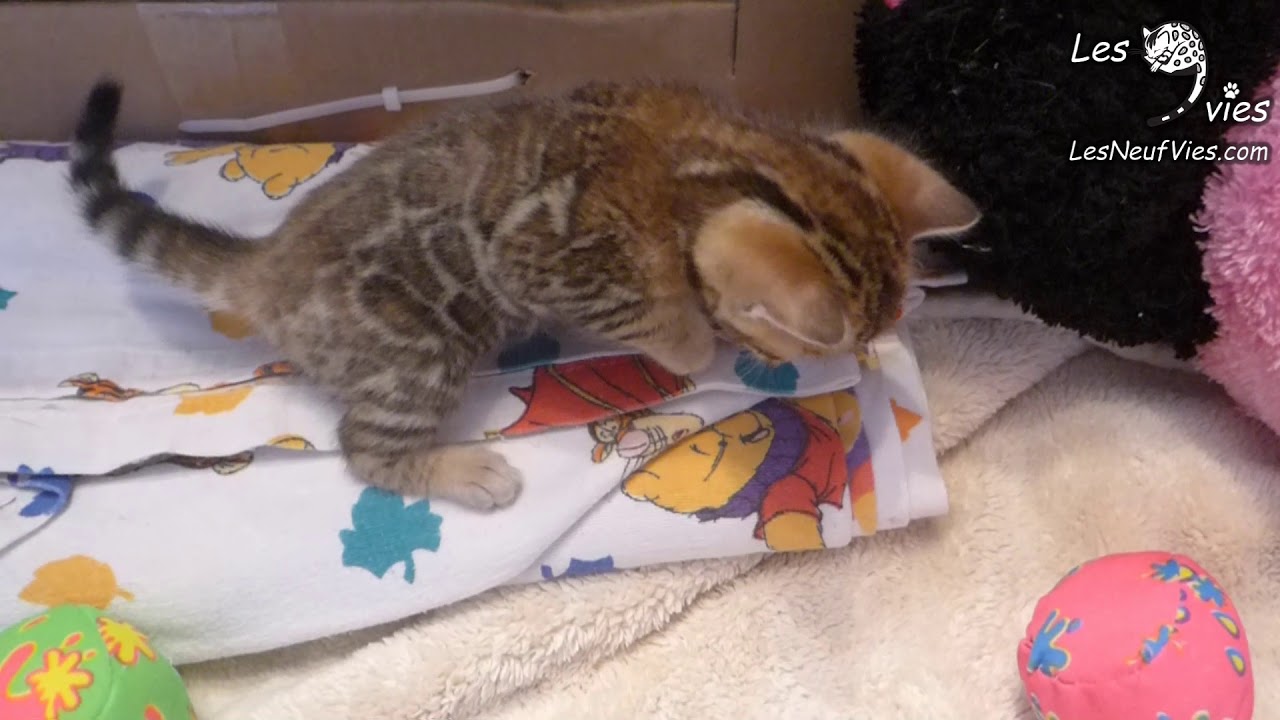 2018 09 27 Chat Bengal Ginger A 4 Semaines