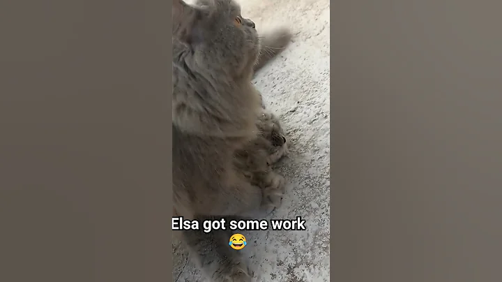 Video 3503151: persian cat baby, persian kitten, british cat, persian doll, doll face persian, cat blue eyes, pets, cattery