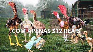 Índio Gigante & Polaco Gigante DISPONÍVEIS | Com Apenas $12 reais eles podem ser seu 💰 
