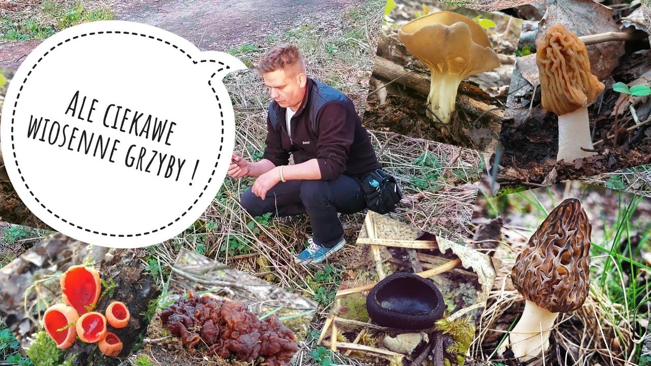Grzyby wiosenne część 1
Spring mushrooms part 1