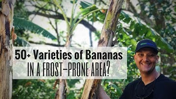 50+ VARIETIES OF BANANAS in a Frost-Prone Zone? It