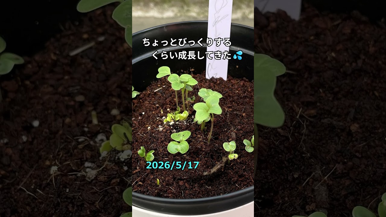 子供と育てる“はつか大根”観察記録