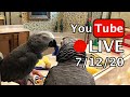🔴🐦Einstein Parrot LIVE! 7/12/20
